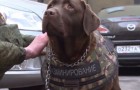 Arrivano i giubbetti antiproiettile per cani, così anche loro saranno protetti come i poliziotti