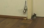 How does a mouse knock on the door ? You will not believe it until you see it with your eyes
