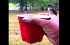 video med Kolibri
