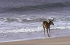 Un ciervo ve por primera vez el oceano...No se pierdan su reaccion!