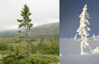 Découvert en Suède l'arbre VIVANT le plus ancien de la terre: il est né il y a 9550 ans
