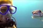 Un pesce palla incontra dei sub: il suo comportamento è sbalorditivo