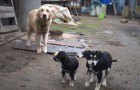 Deze honden worden gered uit een vleesfabriek... in deze video zie je hun ontmoeting met vrijheid! 