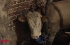 Sie retten einen Stier vor einem schlimmen Schicksal: Das macht er, wenn er das erste Mal Stroh sieht 
