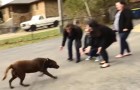 A labrador was stolen five years before: this is the moment when he returns to his family