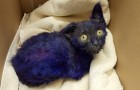 Deze blauwgeverfde kitten werd gevonden in een doos: wat de artsen verder ontdekken is angstaanjagend
