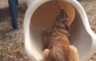 Een hond trekt aan een riem in een glijbaan... wat hij doet zal je in lachen doen uitbarsten! 