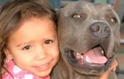 La commovente storia di Zack, il cane che adorava la figlia dei suoi proprietari