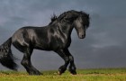 13 races de chevaux qui se distinguent par leur beauté et leur rareté	