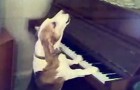 Ein Hund setzt sich ans Klavier: Was er macht, geht über das Vorstellungsvermögen hinaus 