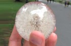 Anyone can make a paperweight with a dandelion inside! Here's how!