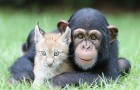 Le 20 amicizie più strane che siano mai state viste nel mondo animale