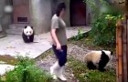Een kleine panda ziet haar vriendin weggaan: wat ze dan doet is hilarisch!