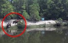 Un cheval se baigne dans un fleuve, mais quand les autres les rejoignent, le spectacle est unique