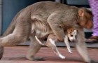 Una scimmia afferra un cucciolo: le sue intenzioni spiazzano i passanti