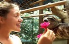 A girl approaches a sleeping sloth: Look at what it does a few seconds later ... Wow!