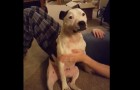She scratches his chest gently. When she stops, the dog's reaction is unmistakable! 