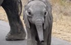 Der kleine Elefant nähert sich den Touristen... Die Geste der Mutter wird euch überraschen 