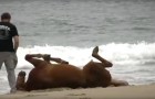 En häst rullar sig i sanden, men titta på vad som händer när människan närmar sig...