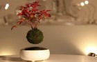 Avete mai visto un bonsai sospeso in aria? Qualcuno lo ha creato... ed è bellissimo