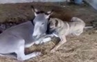 A handicapped dog finds a special friend in a donkey: to see them together warms the heart!