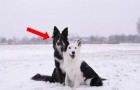 Deux chiens tapent la pose pour une photo... Le chien noir va la rendre inoubliable!