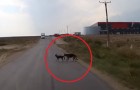 O motorista de um carro não vê os dois cachorros no meio da estrada: o que um deles faz é surpreendente!