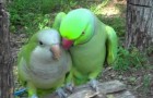 Il modo in cui questo pappagallo chiede un bacio alla sua compagna è formidabile