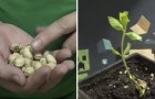 Voici comment faire germer les pistaches du supermarché pour avoir votre propre arbre