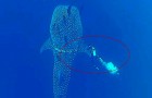 En dykare lägger märke till en jättelik haj. På bara några sekunder så kommer han att rädda den