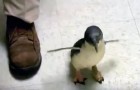 Video Video's van Pinguins Pinguins