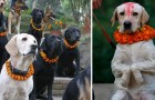 Un festival pour remercier les chiens pour leur fidélité: ces images sont trop belles
