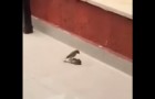 Dit vogeltje geeft zich niet gewonnen: kijk hoe hij letterlijk zijn vriendje in LEVEN 'slaat' 
