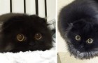 Le chat avec les yeux les plus grands yeux du monde: impossible de ne pas rester scotché devant ces photos! 