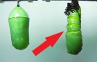 See a caterpillar about to hatch --- the high-resolution images are ...Pure magic!