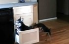 2 cani aprono un cassetto in cucina... ciò che stanno per fare lascia di stucco i padroni