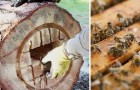 Come trasformare un tronco in un'arnia funzionante per contrastare l'estinzione delle api