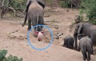 Video Elefanti