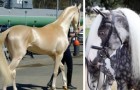 9 chevaux parmi les plus particuliers du monde: vous allez les adorer!