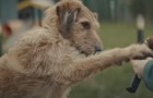 Um cachorro espera o seu amigo de duas patas: a sua história nos faz refletir