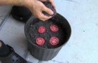 Put some slices of tomato in a flower pot - here is what happens after 10 days!