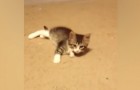 Il gatto sta giocando sul tappeto, ma poi arriva 