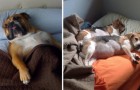20 proprietari di cani che hanno miseramente perso la battaglia per il letto