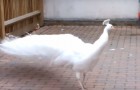 Esta filmando un pavo real blanco en una terraza...poco despues queda sin palabras
