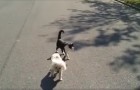 Um cachorrinho cego caminha pela rua, mas preste atenção no gato
