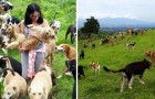 900 cani liberi sulla collina: ecco un canile unico nel suo genere