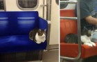 Ce chat prend régulièrement le métro TOUT SEUL. Vous ne le croyez pas ? Regardez ici !