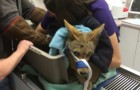 Deze blinde coyote werd gered... een paar dagen later had het dier een verrassing in petto voor haar redders