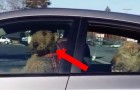 Someone locked their dogs in a car --- Watch the dog in the front!... Wow!