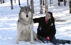 Un lupo gigante si siede al suo fianco: guardate cosa accade appena lei lo accarezza...